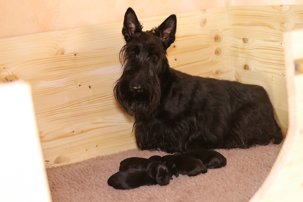 Scottish Terrier Hündin mit ihrem Wurf Welpen