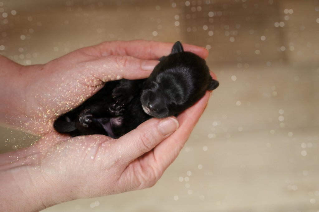 Neugeborener Scottish Terrier Welpe beim Züchter